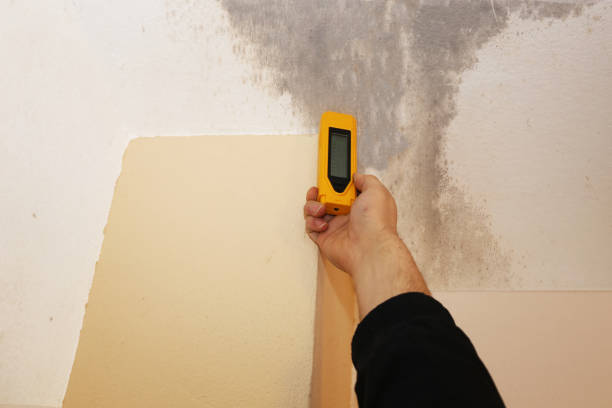 Best Industrial Mold Remediation  in Guilford Center, CT