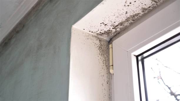 Best Crawl Space Mold Remediation  in Guilford Center, CT