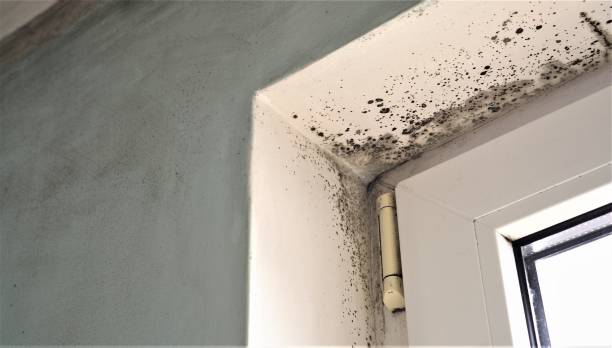 Best Commercial Mold Inspection  in Guilford Center, CT