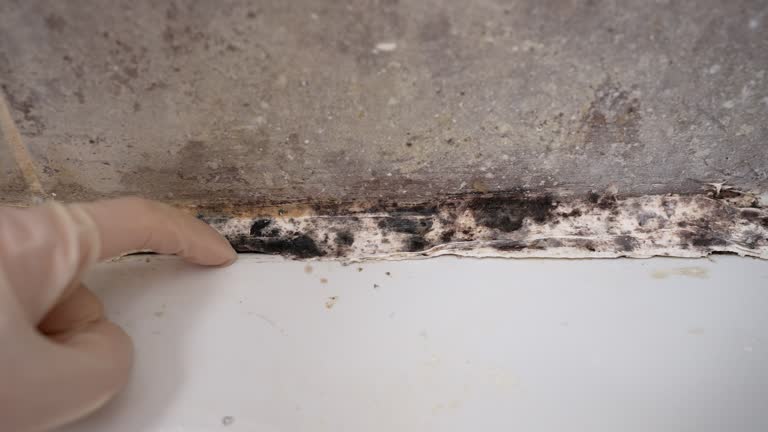 Best Black Mold Removal  in Guilford Center, CT