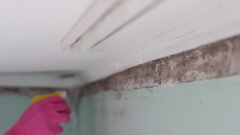 Best Attic Mold Removal  in Guilford Center, CT