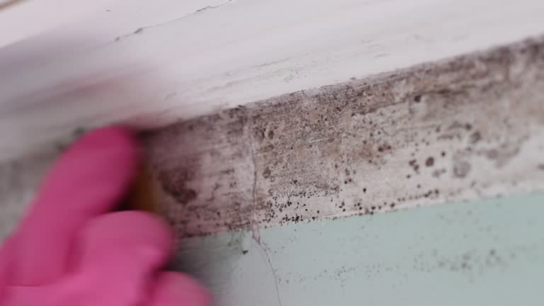 Best Mold Remediation for Healthcare Facilities  in Guilford Center, CT